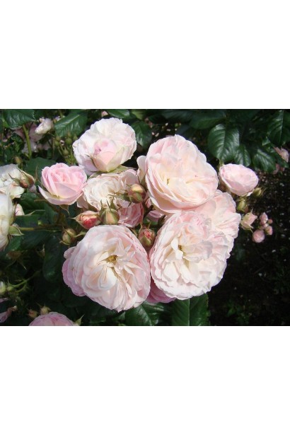 Троянда мускусна Букет Парфе 